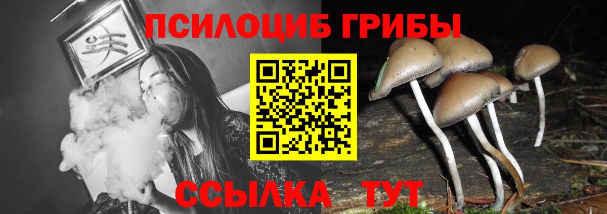 Псилоцибиновые грибы Psilocybine cubensis Фролово